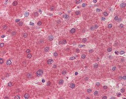 Invitrogen 15-PGDH Polyclonal Antibody 100 &mu;g; Unconjugated:Antibodies,