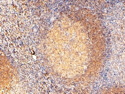 Invitrogen RAC2 Polyclonal Antibody 100 &mu;g; Unconjugated:Antibodies,
