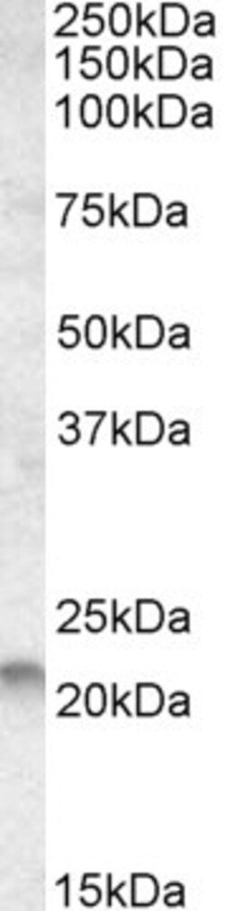 Invitrogen RAC2 Polyclonal Antibody 100 &mu;g; Unconjugated:Antibodies,