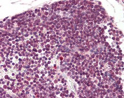 Invitrogen RAN Polyclonal Antibody 100 &mu;g; Unconjugated:Antibodies,