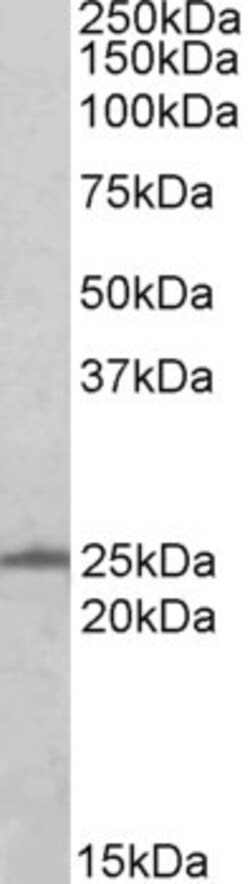 Invitrogen RAN Polyclonal Antibody 100 &mu;g; Unconjugated:Antibodies,