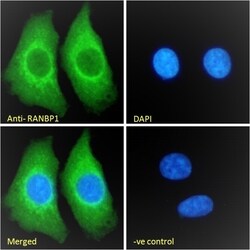 Invitrogen RANBP1 Polyclonal Antibody 100 &mu;g; Unconjugated:Antibodies,