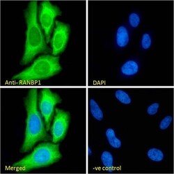 Invitrogen RANBP1 Polyclonal Antibody 100 &mu;g; Unconjugated:Antibodies,
