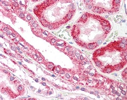Invitrogen RANBP1 Polyclonal Antibody 100 &mu;g; Unconjugated:Antibodies,