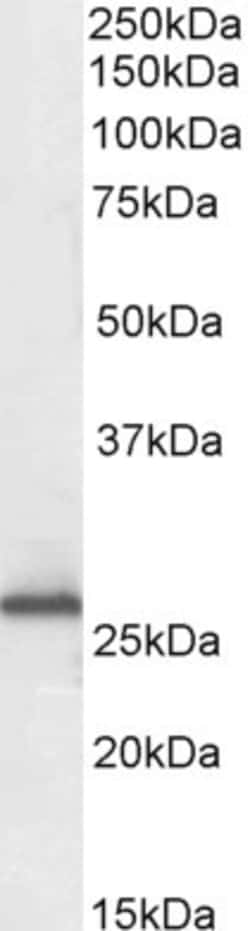 Invitrogen RANBP1 Polyclonal Antibody 100 &mu;g; Unconjugated:Antibodies,