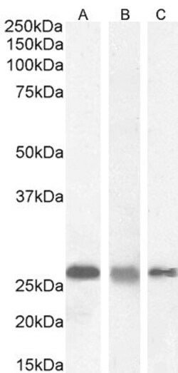 Invitrogen RANBP1 Polyclonal Antibody 100 &mu;g; Unconjugated:Antibodies,