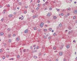 Invitrogen RANGAP1 Polyclonal Antibody 100 &mu;g; Unconjugated:Antibodies,