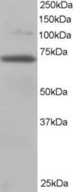 Invitrogen RANGAP1 Polyclonal Antibody 100 &mu;g; Unconjugated:Antibodies,
