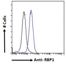 Invitrogen RBP1 Polyclonal Antibody 100 &mu;g; Unconjugated:Antibodies,