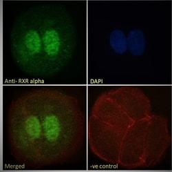 Invitrogen RXRA Polyclonal Antibody 100 &mu;g; Unconjugated:Antibodies,