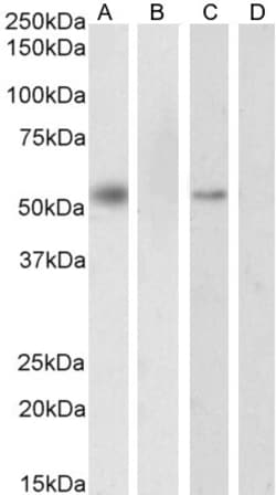 Invitrogen RXRA Polyclonal Antibody 100 &mu;g; Unconjugated:Antibodies,