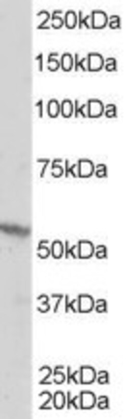 Invitrogen RXRB Polyclonal Antibody 100 &mu;g; Unconjugated:Antibodies,