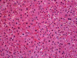 Invitrogen SEC61A1 Polyclonal Antibody 100 &mu;g | Buy Online | Invitrogen&trade; | Fisher Scientific