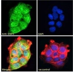 Invitrogen STAT3 Polyclonal Antibody 100 &mu;g; Unconjugated:Antibodies,