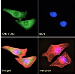 Invitrogen STAT3 Polyclonal Antibody 100 &mu;g; Unconjugated:Antibodies,