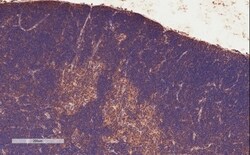 Invitrogen STAT3 Polyclonal Antibody 100 &mu;g; Unconjugated:Antibodies,
