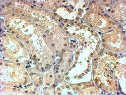 Invitrogen TBL1X/TBL1XR1 Polyclonal Antibody 100 &mu;g; Unconjugated:Antibodies,
