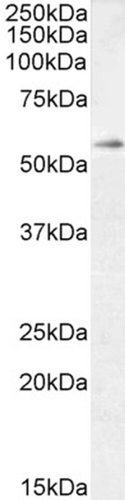 TFEB Polyclonal Antibody, Invitrogen 100 &mu;g | Buy Online | Thermo Scientific | Fisher Scientific