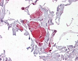 Invitrogen VAV2 Polyclonal Antibody 100 &mu;g; Unconjugated:Antibodies,