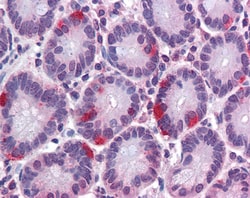 Invitrogen SAR1A Polyclonal Antibody 100 &mu;g; Unconjugated:Antibodies,