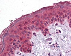 Invitrogen SAR1A Polyclonal Antibody 100 &mu;g; Unconjugated:Antibodies,