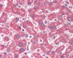 Invitrogen CMG1 Polyclonal Antibody 100 &mu;g; Unconjugated:Antibodies,