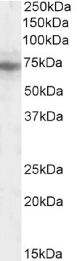 Invitrogen CMG1 Polyclonal Antibody 100 &mu;g; Unconjugated:Antibodies,
