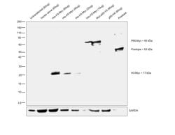 Invitrogen Myc Tag Polyclonal Antibody 100 &mu;L; Unconjugated:Antibodies,