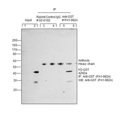 Invitrogen GST Tag Polyclonal Antibody 100 &mu;g; Unconjugated:Antibodies,