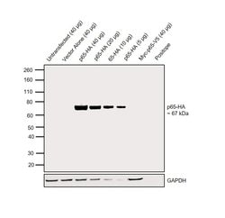 Invitrogen HA Tag Polyclonal Antibody, HRP 50 &mu;L; HRP:Anticuerpos
