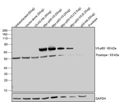 Invitrogen™ V5 Tag Polyclonal Antibody