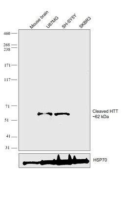 Invitrogen Huntingtin Polyclonal Antibody 100 &mu;L; Unconjugated:Antibodies,
