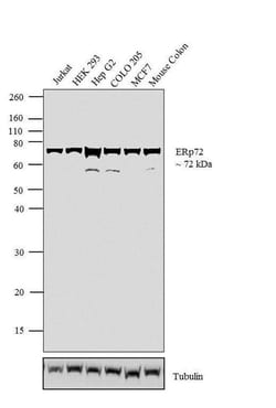 Invitrogen ERp72 Polyclonal Antibody 100 &mu;g; Unconjugated:Antibodies,