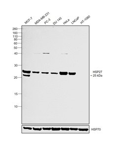 Invitrogen HSP27 Polyclonal Antibody 100 &mu;g; Unconjugated:Antibodies,