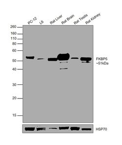 Invitrogen FKBP5 Polyclonal Antibody 100 &mu;g; Unconjugated:Antibodies,
