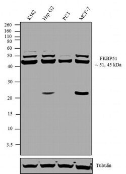 Invitrogen FKBP5 Polyclonal Antibody 100 &mu;g; Unconjugated:Antibodies,