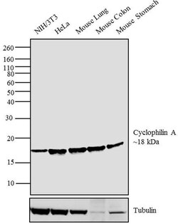 Invitrogen Cyclophilin A Polyclonal Antibody 400 &mu;L; Unconjugated:Antibodies,