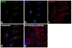 Invitrogen™ NPM1 Polyclonal Antibody
