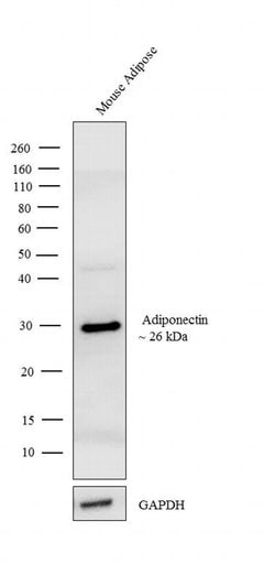 Invitrogen Adiponectin Monoclonal Antibody (19F1) 100 &mu;g; Unconjugated:Antibodies,