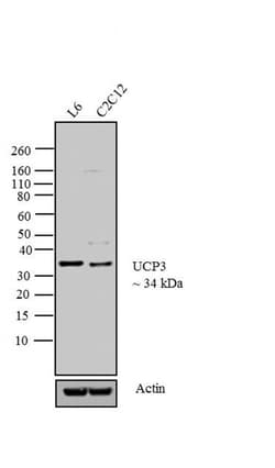 Invitrogen UCP3 Polyclonal Antibody 100 &mu;g; Unconjugated:Antibodies,