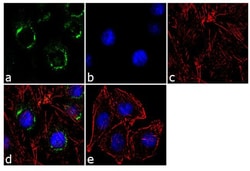 Invitrogen beta COP Polyclonal Antibody 100 &mu;L; Unconjugated:Antibodies,