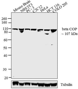 Invitrogen beta COP Polyclonal Antibody 100 &mu;L; Unconjugated:Antibodies,