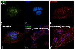 Invitrogen Furin Polyclonal Antibody 100 &mu;L; Unconjugated:Antibodies,