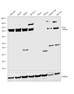 Invitrogen Furin Polyclonal Antibody 100 &mu;L; Unconjugated:Antibodies,