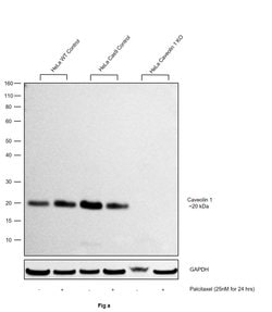 Invitrogen Caveolin 1 Polyclonal Antibody 100 &mu;g; Unconjugated:Antibodies,