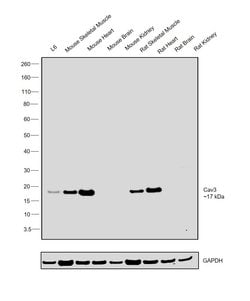 Invitrogen Caveolin 3 Polyclonal Antibody 100 &mu;g; Unconjugated:Antibodies,