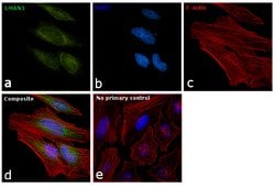Invitrogen™ LMAN1 Polyclonal Antibody