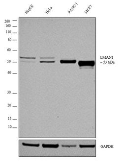 Invitrogen LMAN1 Polyclonal Antibody 100 &mu;g; Unconjugated:Antibodies,