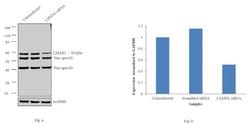 Invitrogen LMAN1 Polyclonal Antibody 100 &mu;g; Unconjugated:Antibodies,