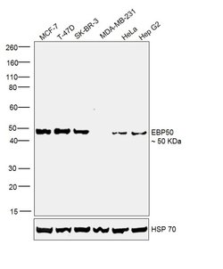 Invitrogen EBP50 Polyclonal Antibody 100 &mu;g; Unconjugated:Antibodies,